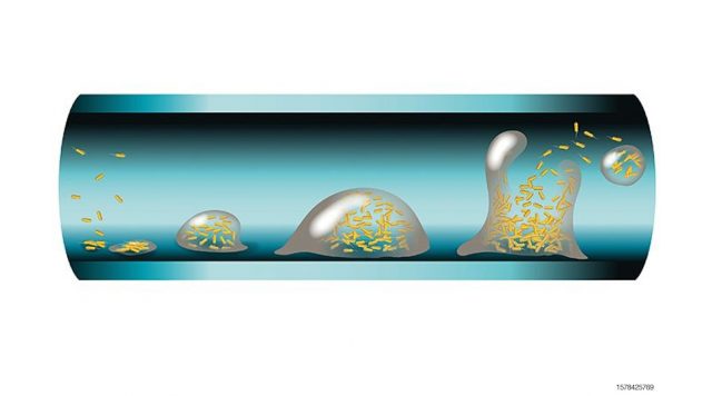 an.Biofilm-formation-1.jpg